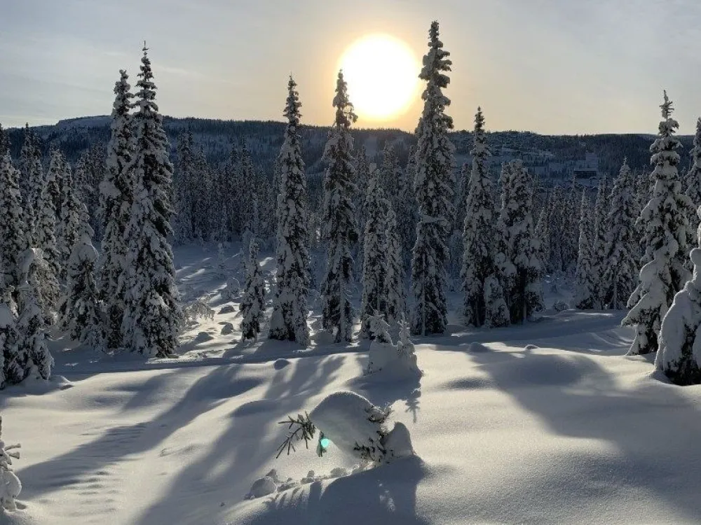 BJØNNLISKARDET 13