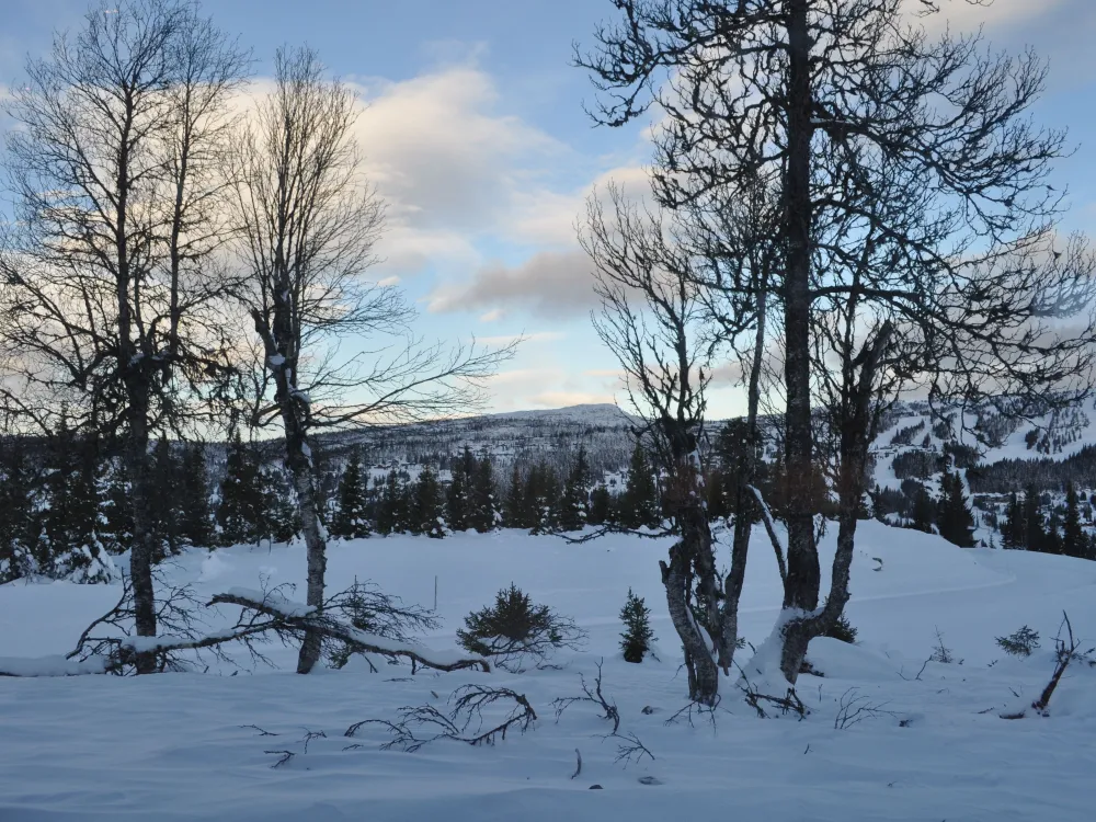 Varden 72